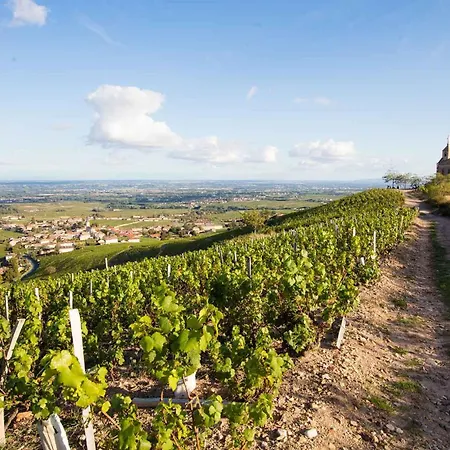 La Louviere Plein Coeur Beaujolais Degustation Possible *